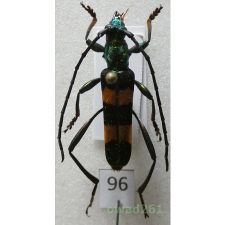 Polyzonus nitidicollis Pic, 1932 26mm Thailand96